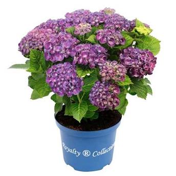 Hydrangea macrophylla Curly Wurlys Rosie Purple Pot C5Litres