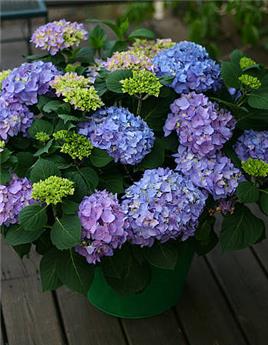 Hydrangea macrophylla Flair and Flavours® Sweet Marshmallow Pot C5Litres