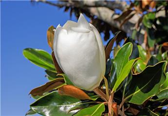 Magnolia grandiflora Little Gem sur tige 120cm Pot C10