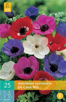 Anemone Coronaria De Caen Mix * 15 Pc  : calibre 6/7
