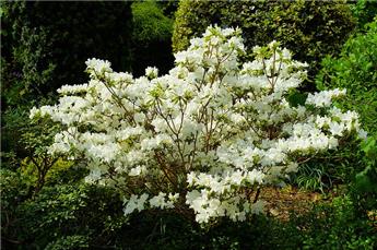 Azalea japonica Geisha White Pot C3