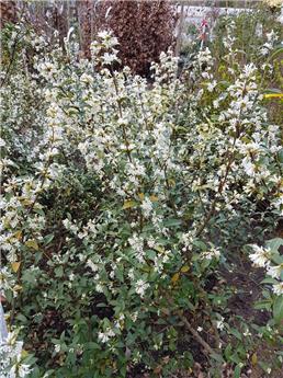 Osmanthus burkwoodii 100 125 cm buisson motte ou pot