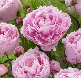 Paeonia lactiflora Sarah Bernhard Pot P17 cm ** Pivoine rose parfumée **