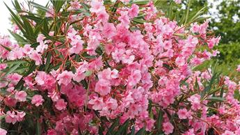 Nerium oleander  Buisson 150 Pot P40 XTRA Fort bien ramifié - laurier rose varié