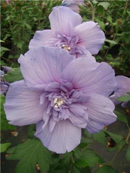 Hibiscus syriacus Blue Chiffon Pot C3