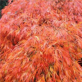 Acer palmatum Dissectum Orangeola 100 125 cm XL