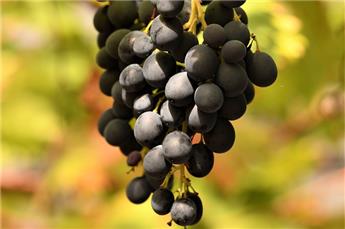 Vitis vinifera Isabela greffée Pot C3  ** Ancienne variété sans pépins ** ** Greffé / pied américain **