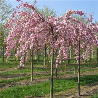 Prunus serrulata Kiku-Shidare-Zakura Demi Tige 12 14 Pot C25 ** Fort **