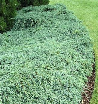 Juniperus squamata Blue Carpet Pot P17 - C3