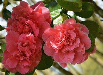Camellia japonica Kramer S Supreme 060 080 Pot