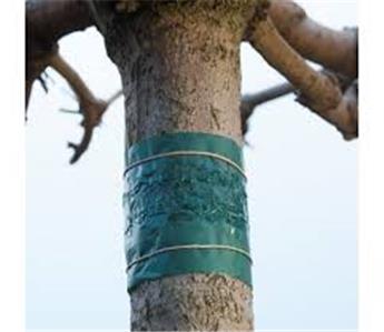 Bande de glu pour arbres Outside-  l +/- 6 cm L 150 cm