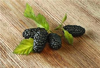 Murier Rubus fruticosus Black Satin Pot C3Litres ** Plantes fortes **