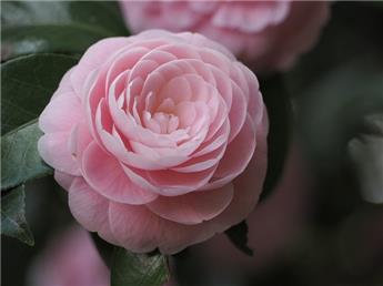 Camellia japonica General Patton Pot C7.5 ** 7 ans **