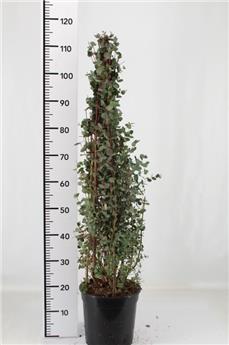 Eucalyptus gunnii buisson 175 200 cm Pot C12