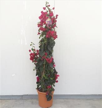 Bougainvillea glabra Sanderina Tipi XXL mix +/150 cm Pot P29 - C10L