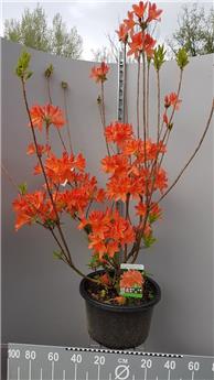 Azalea mollis Koster´s Brilliant Red 100 125 cm Pot C18