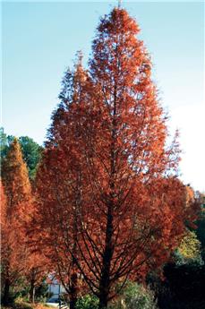 Metasequoia glyptostroboides 125 150 cm Pot