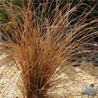 Carex comans Bronze Form Pot P17 cm