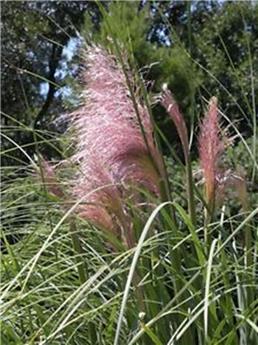 Cortaderia selloana Pink Feather Pot C6