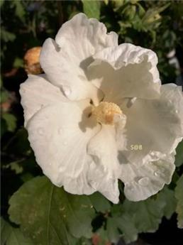 Hibiscus syricacus Jeanne d´Arc Pot C3