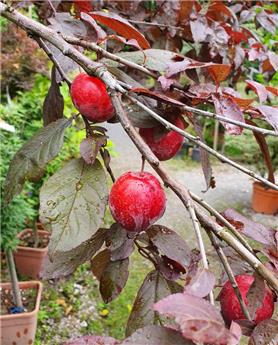 Prunus cerasifera Trailblazer Buisson 200 250 cm Pot C 25** Prunier décoratif et productif **