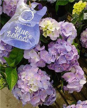 Hydrangea macrophylla Music Blue Pot C5Litres